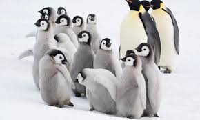 Five Remarkable Animal Moms: Stories of Dedication in the Wild