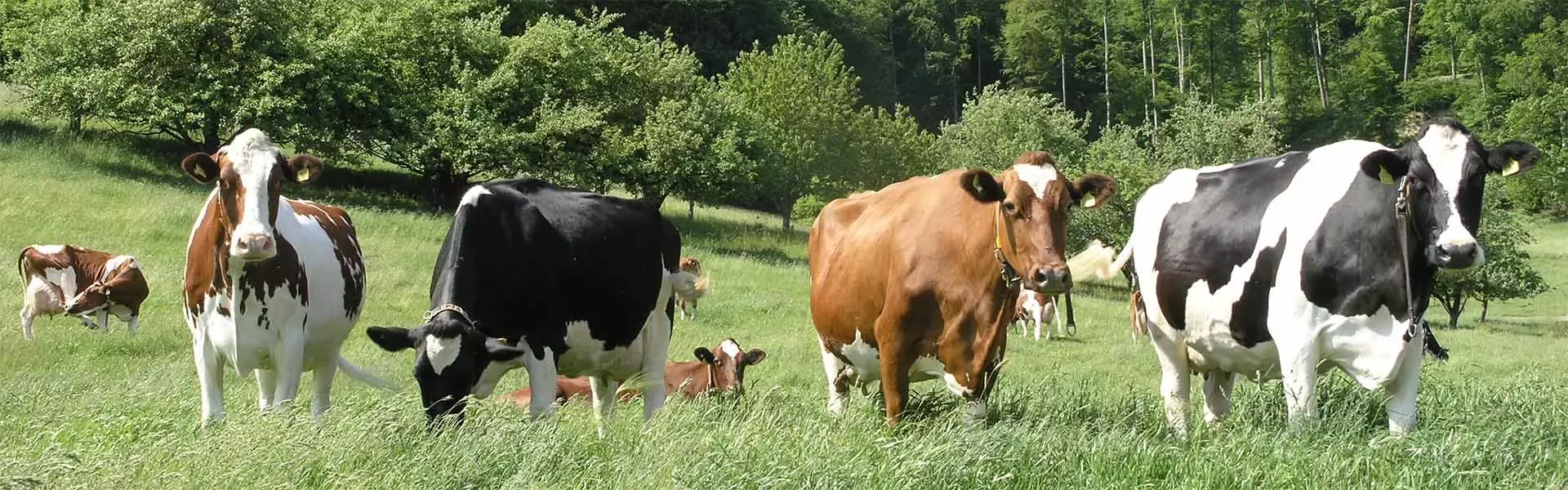 Farm Animal Welfare Overview