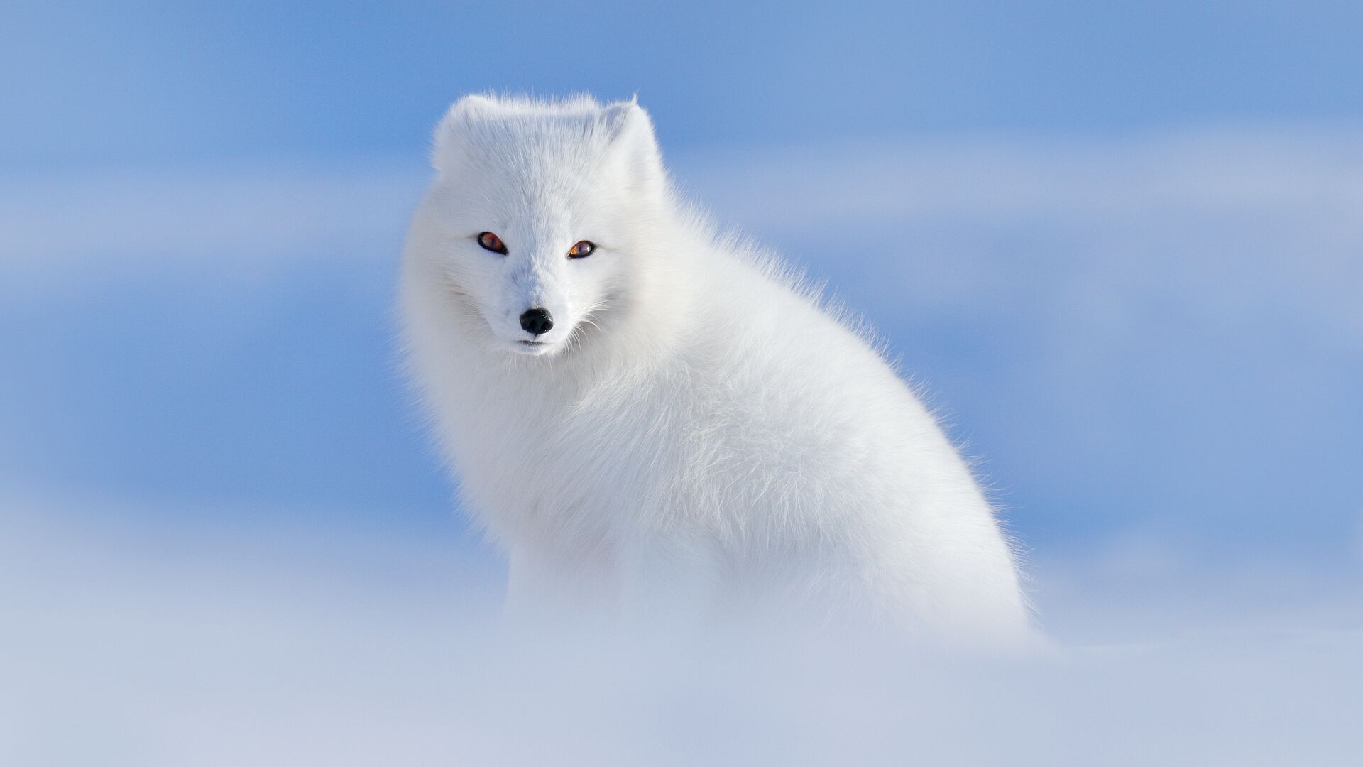 Guide to Animals and Wildlife in Iceland